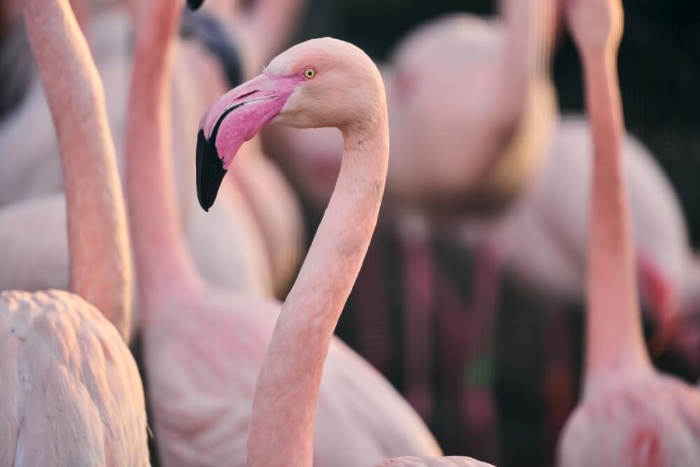 Chester Zoo