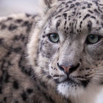 A snow leopard at Chester Zoo