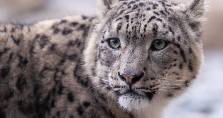 A snow leopard at Chester Zoo