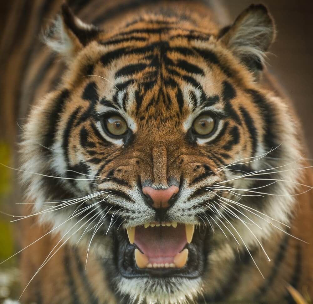 Chester Zoo
