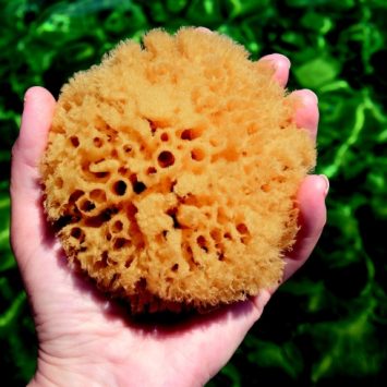 Photograph of a sea sponge to convey notion of deep learning
