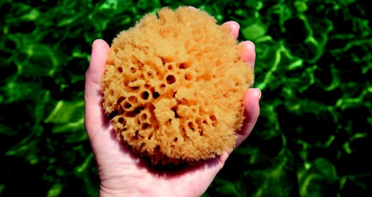 Photograph of a sea sponge to convey notion of deep learning