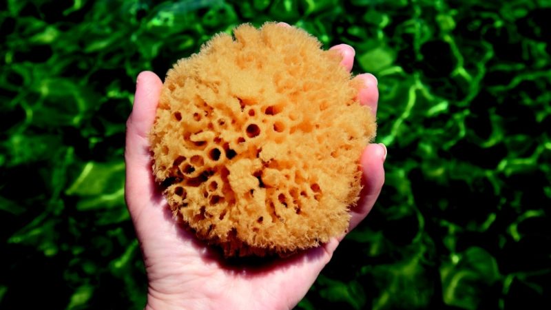 Photograph of a sea sponge to convey notion of deep learning