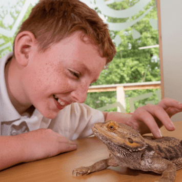 A school boy looking at a lizard at West Midlands Safari Park