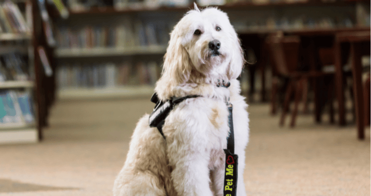 Therapy dogs in schools