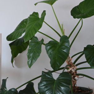 Air purifier, representing air quality in schools