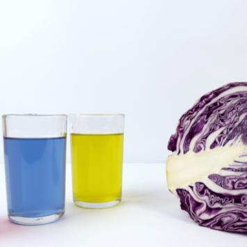 Red cabbage and coloured liquids, representing acid and alkali reaction experiment