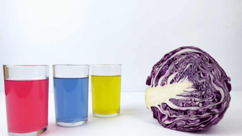 Red cabbage and coloured liquids, representing acid and alkali reaction experiment
