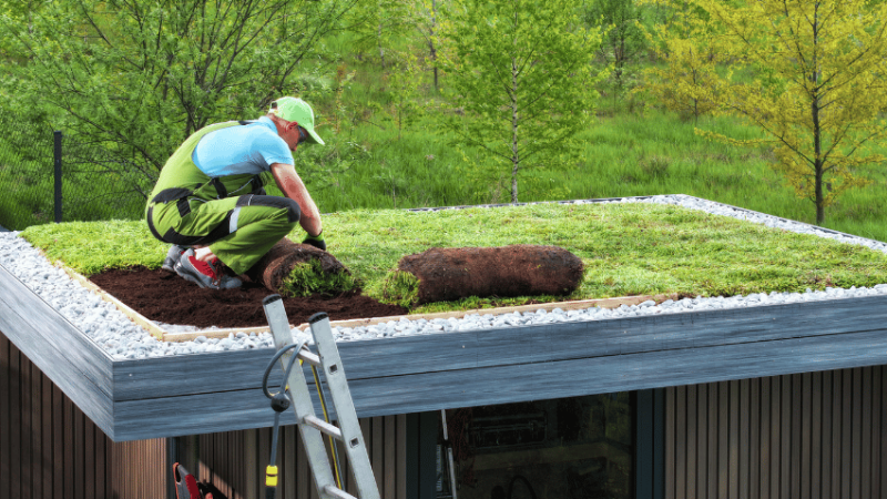 Green roof on a sustainable building