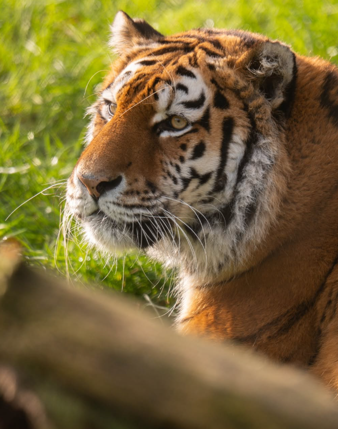 Tiger at Banham Zoo