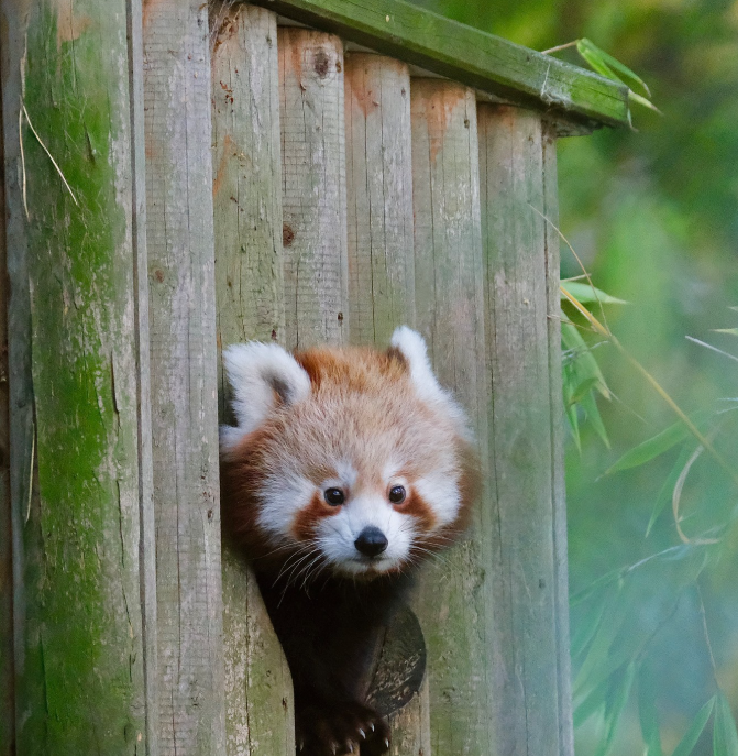 zseabanhamzoo via Instagram